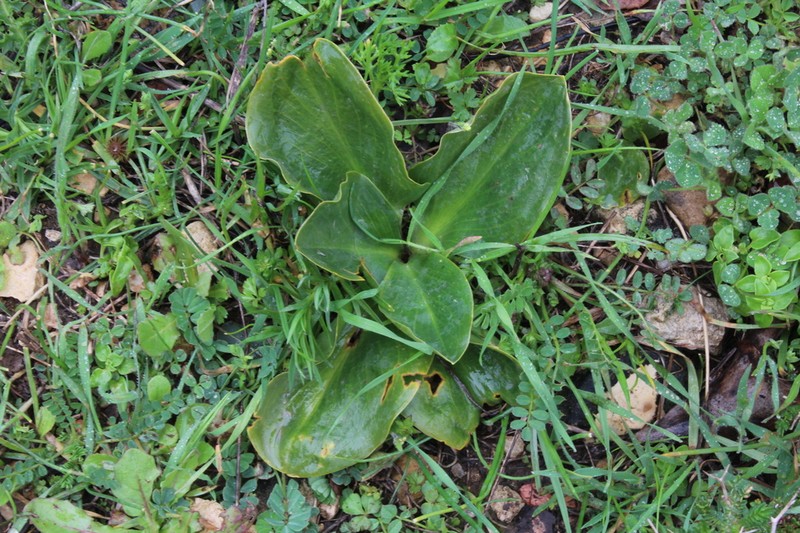 Biarum pyrami photo 6