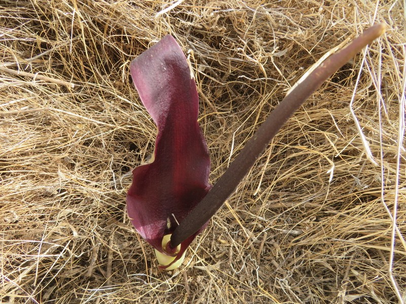Biarum pyrami photo 8