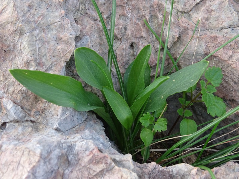 Biarum rhopalospadix