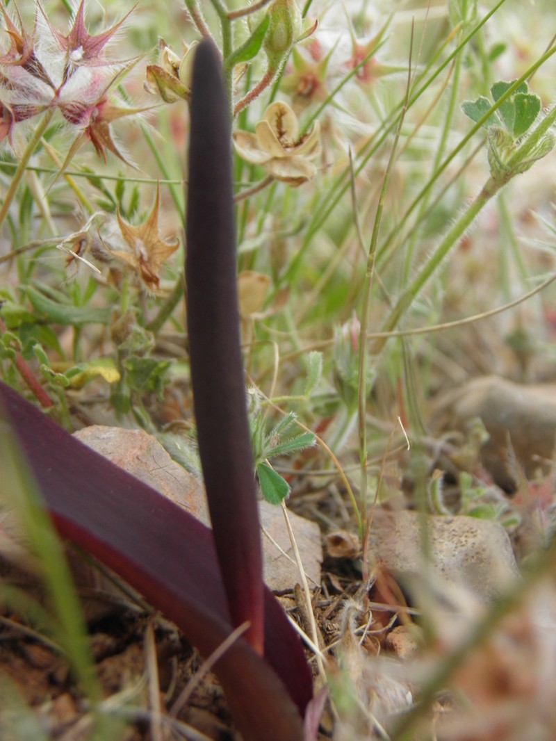 Biarum rhopalospadix photo 2