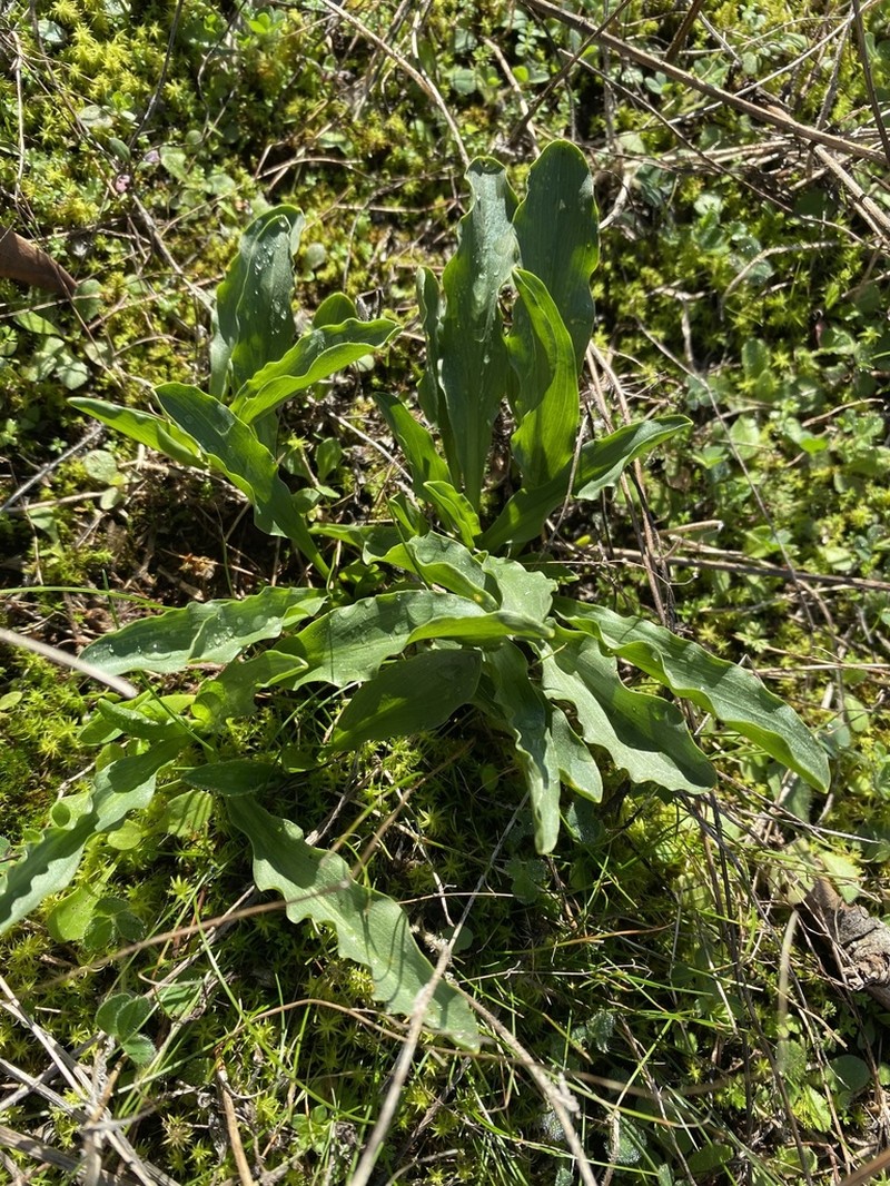 Biarum rhopalospadix photo 3