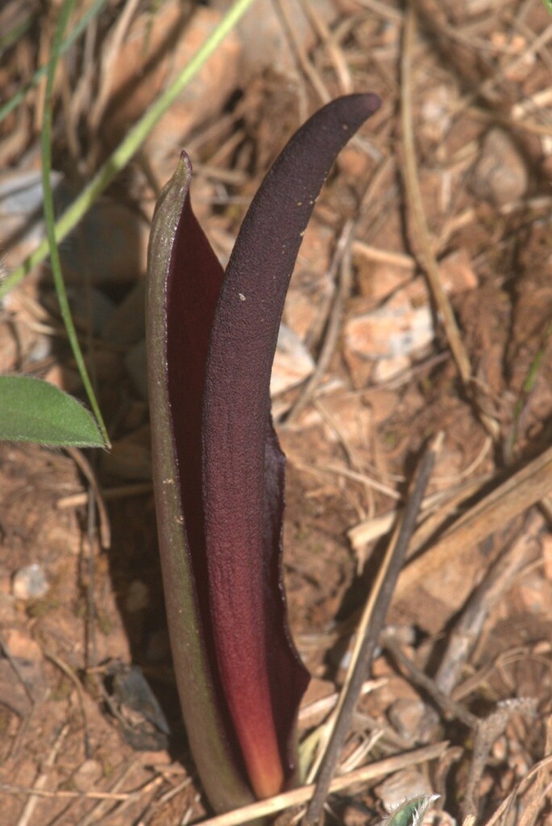 Biarum rhopalospadix photo 4