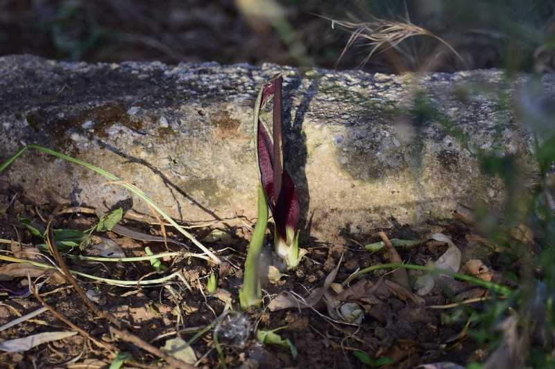 Biarum rhopalospadix photo 5