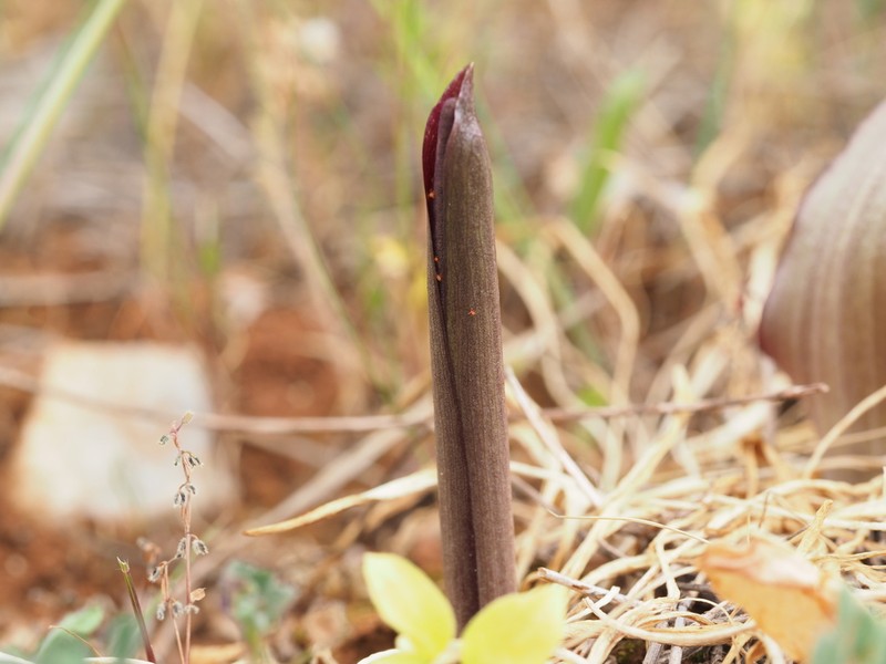 Biarum rhopalospadix photo 6
