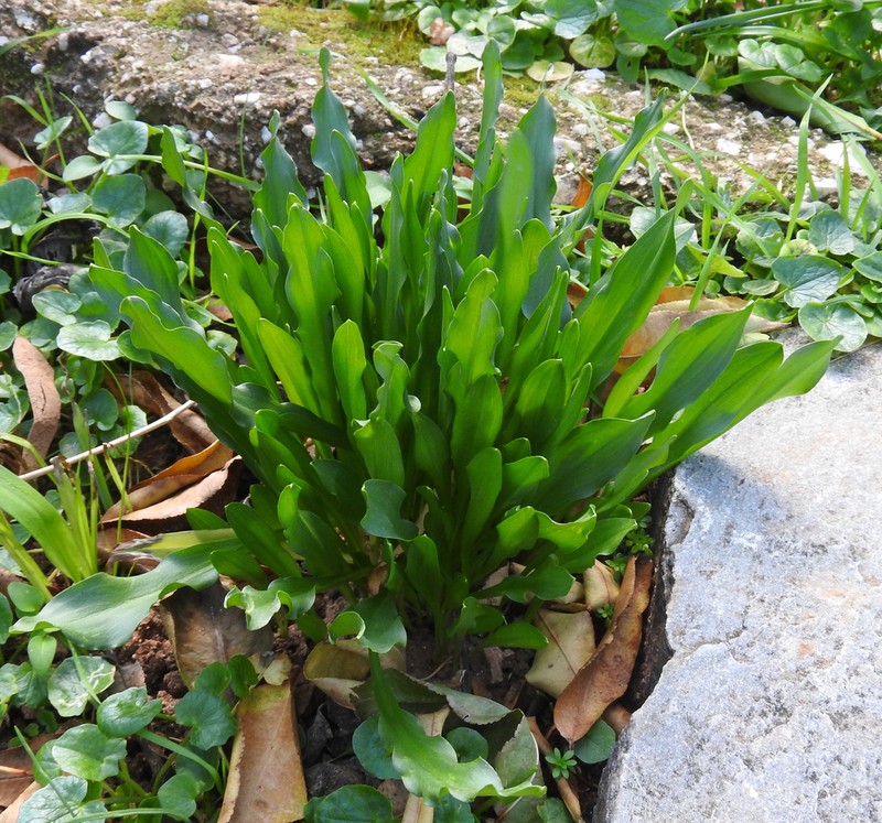Biarum rhopalospadix photo 7