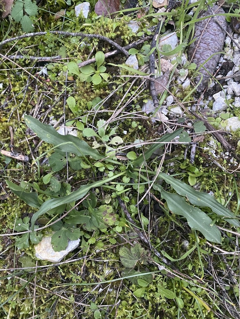 Biarum rhopalospadix photo 8