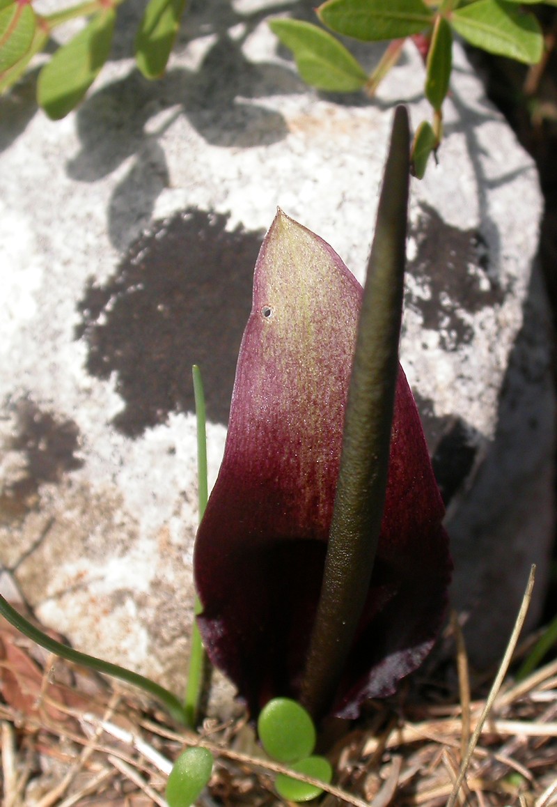 Biarum tenuifolium