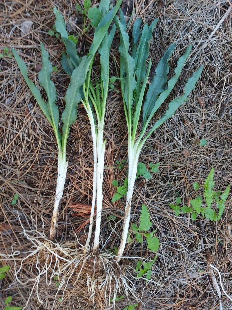 Biarum tenuifolium photo 2