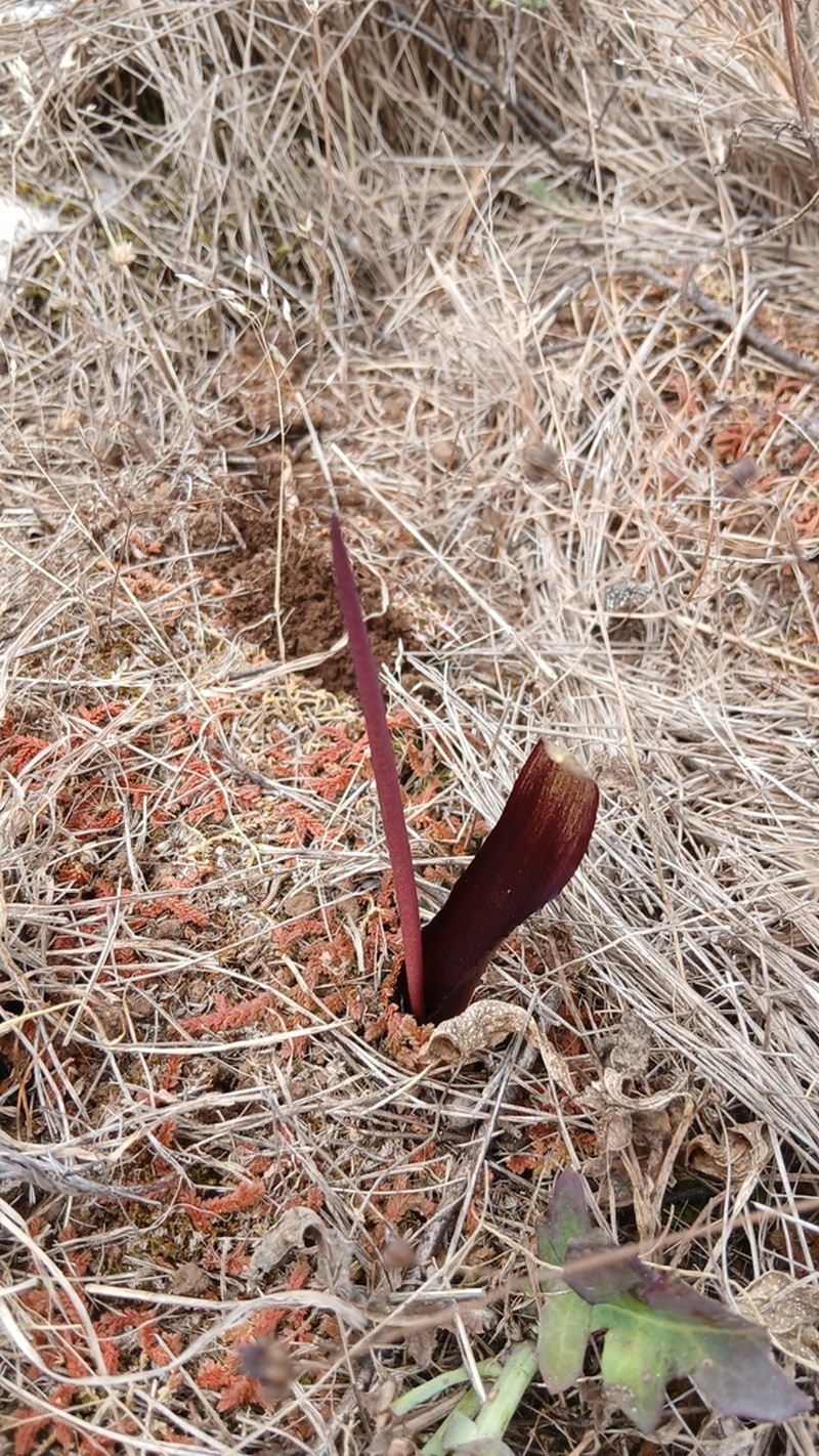 Biarum tenuifolium photo 3