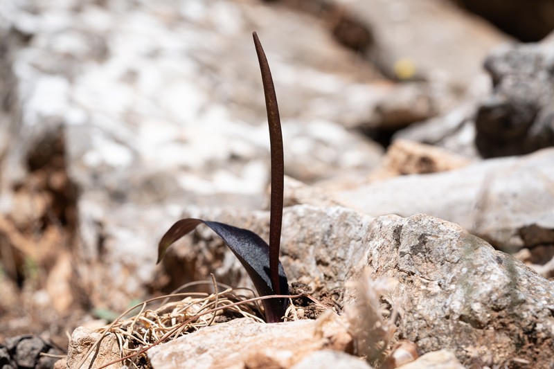 Biarum tenuifolium photo 4