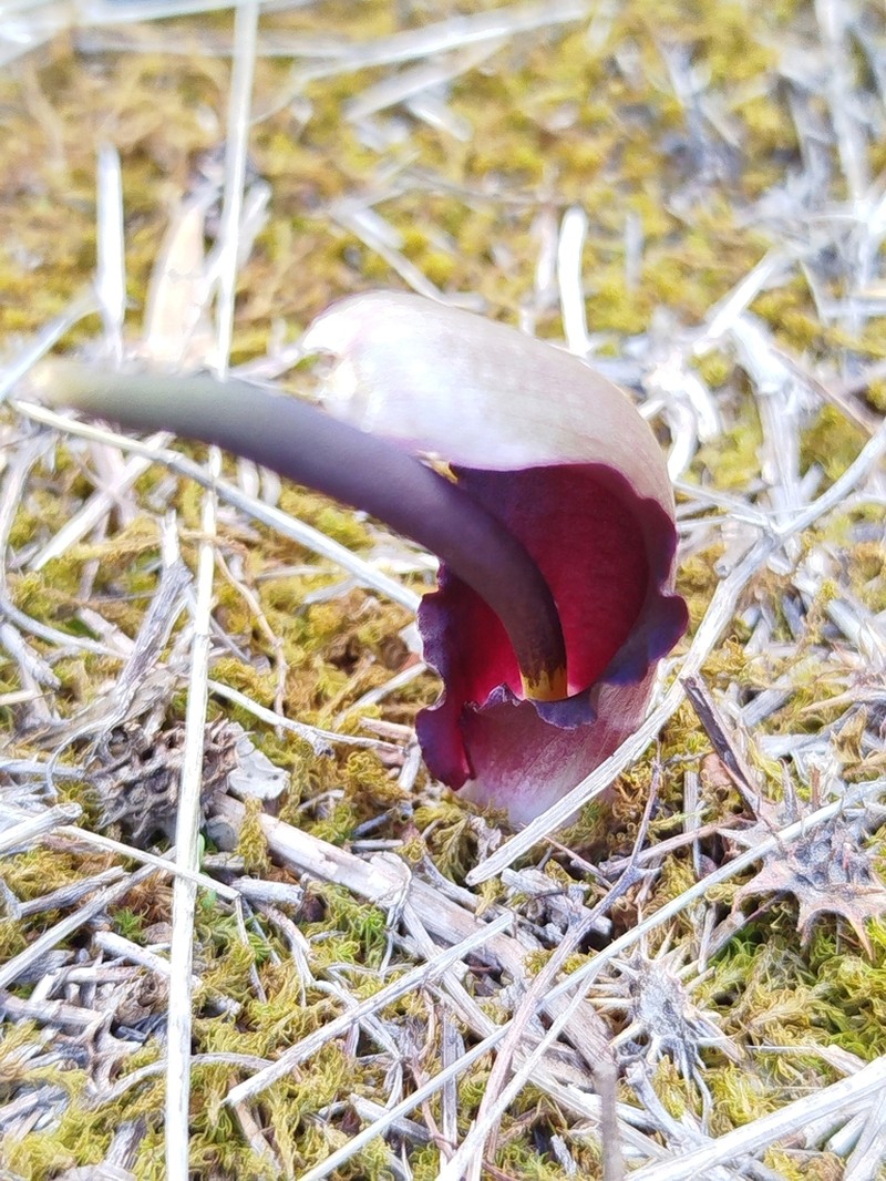 Biarum tenuifolium photo 5