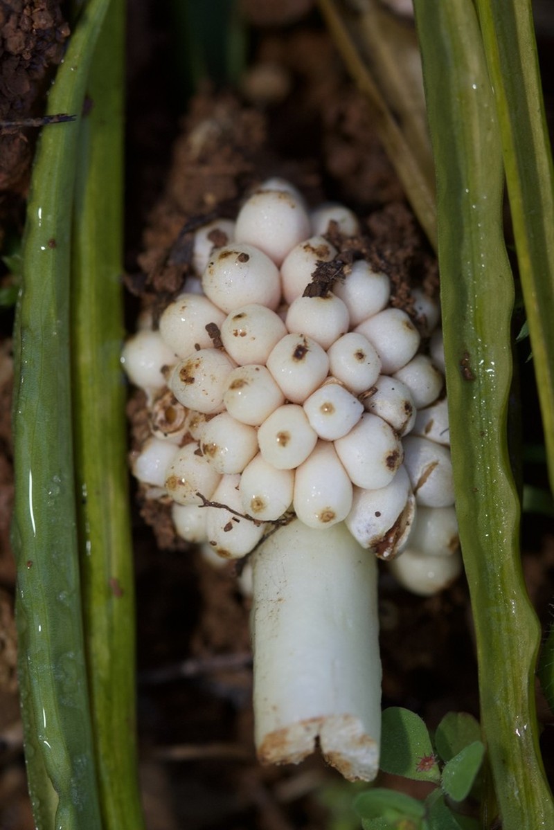Biarum tenuifolium photo 6