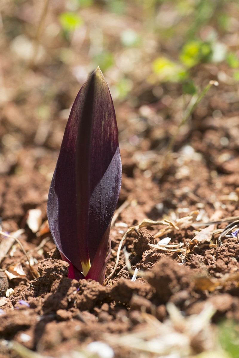 Biarum tenuifolium photo 7