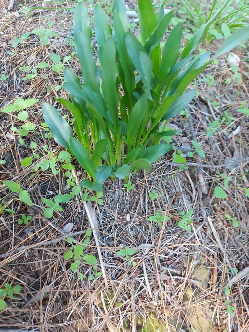 Biarum tenuifolium subsp. abbreviatum