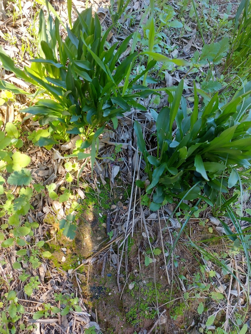 Biarum tenuifolium subsp. abbreviatum photo 2