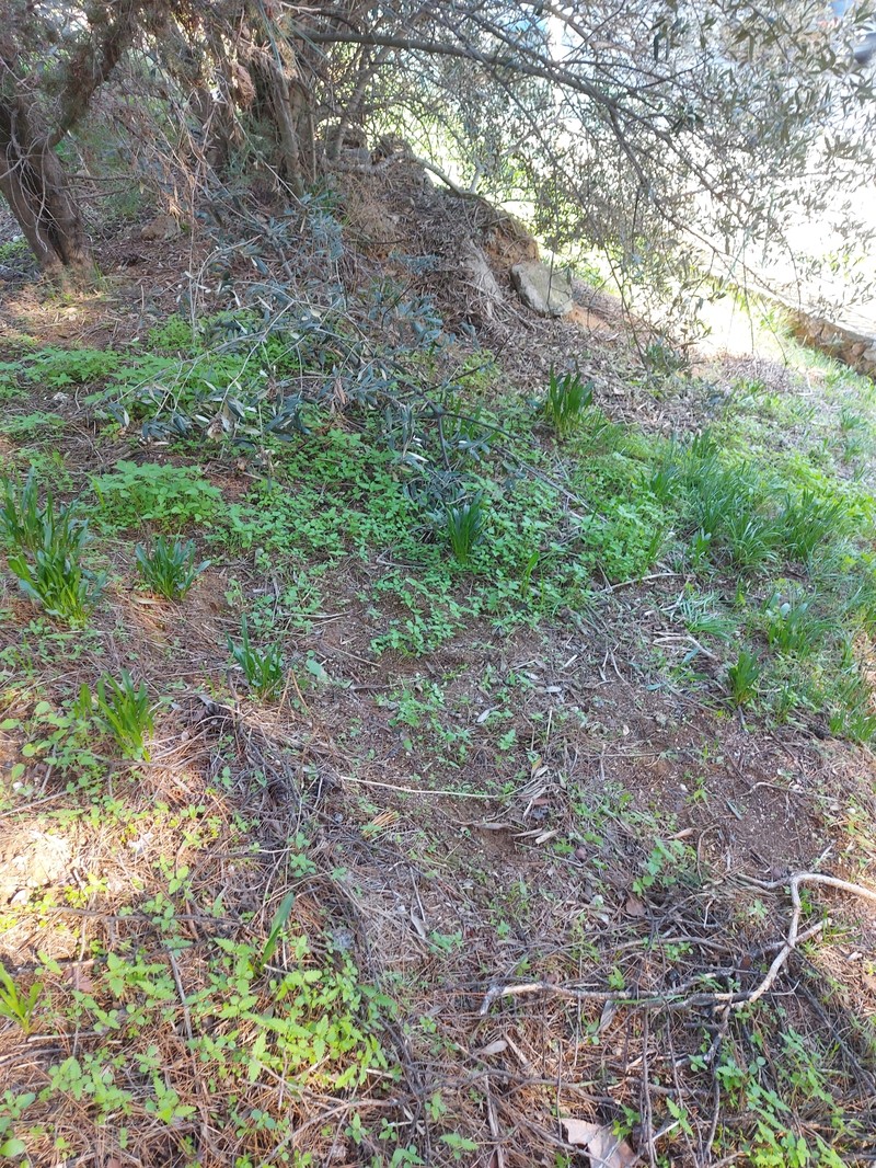 Biarum tenuifolium subsp. abbreviatum photo 4