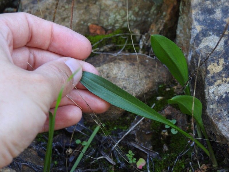 Biarum tenuifolium subsp. arundanum