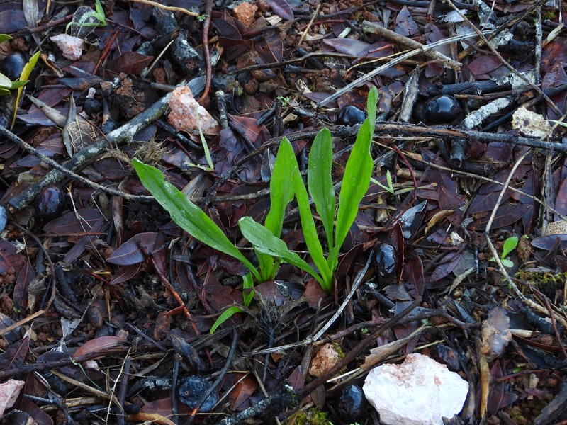 Biarum tenuifolium subsp. arundanum photo 2
