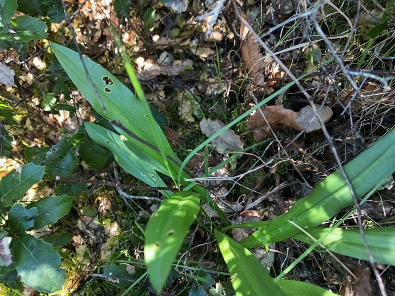 Biarum tenuifolium subsp. arundanum photo 3