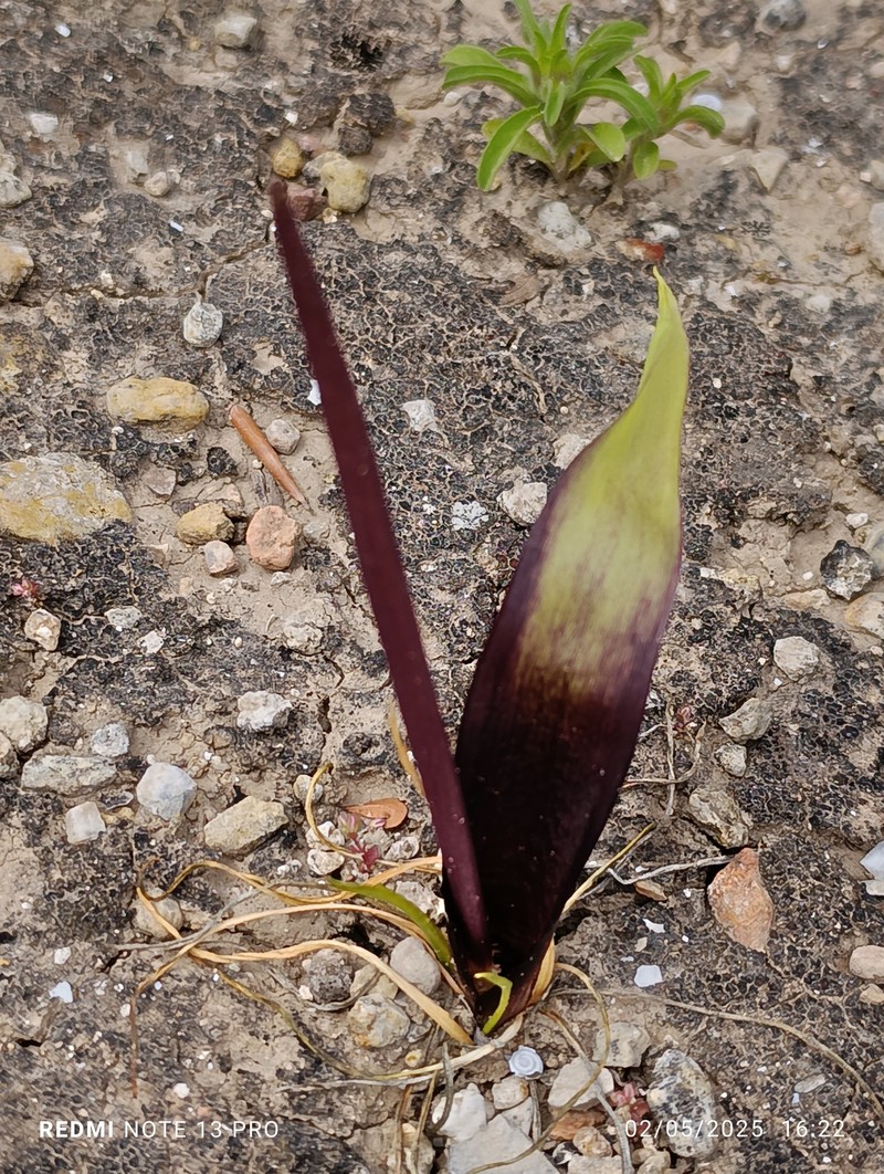 Biarum tenuifolium subsp. arundanum photo 4