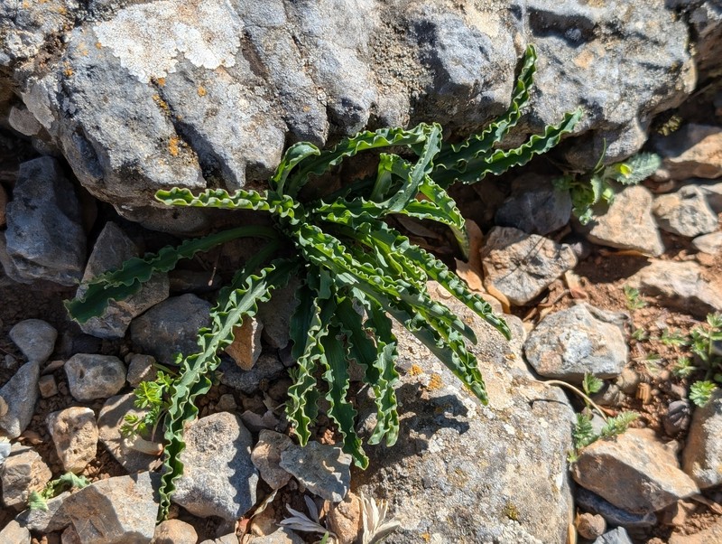 Biarum tenuifolium subsp. idomenaeum