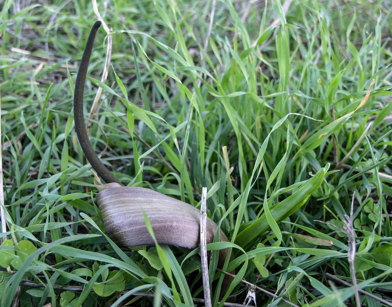 Biarum tenuifolium subsp. tenuifolium