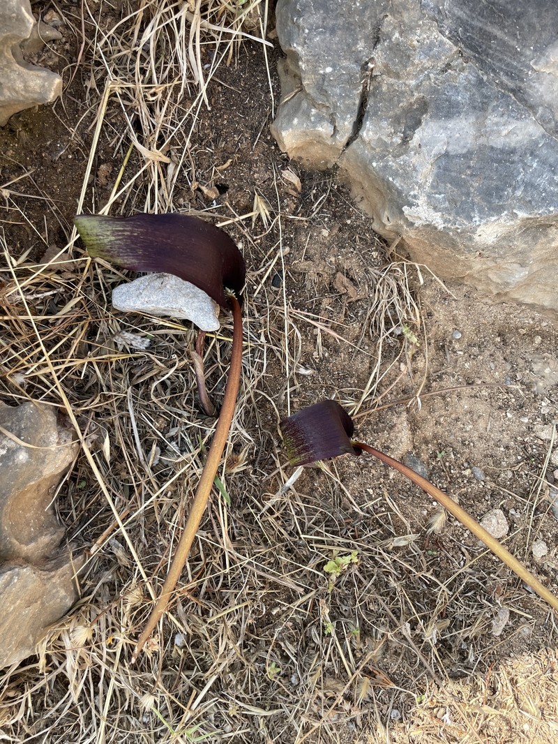 Biarum tenuifolium subsp. zeleborii photo 4