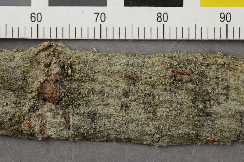 Biatora albohyalina