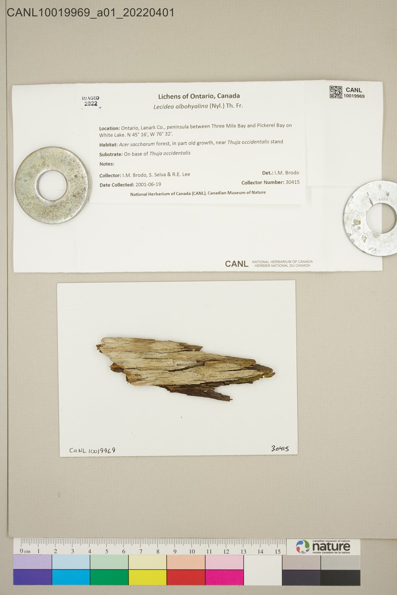 Biatora albohyalina photo 3