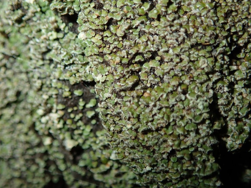 Biatora anthracophila photo 2