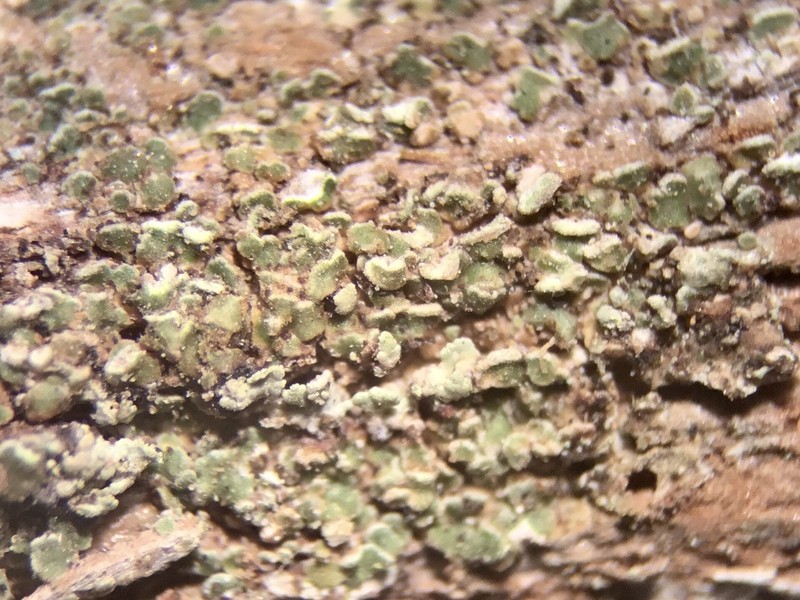 Biatora anthracophila photo 3