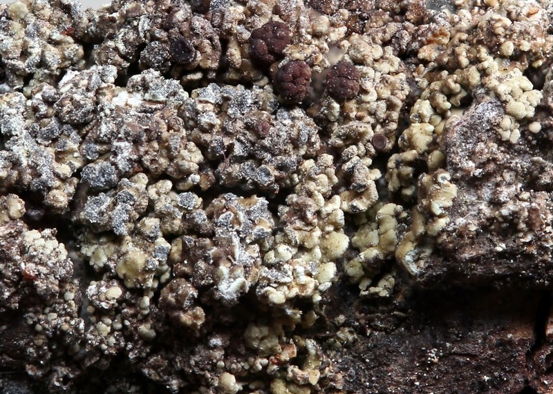 Biatora anthracophila photo 4