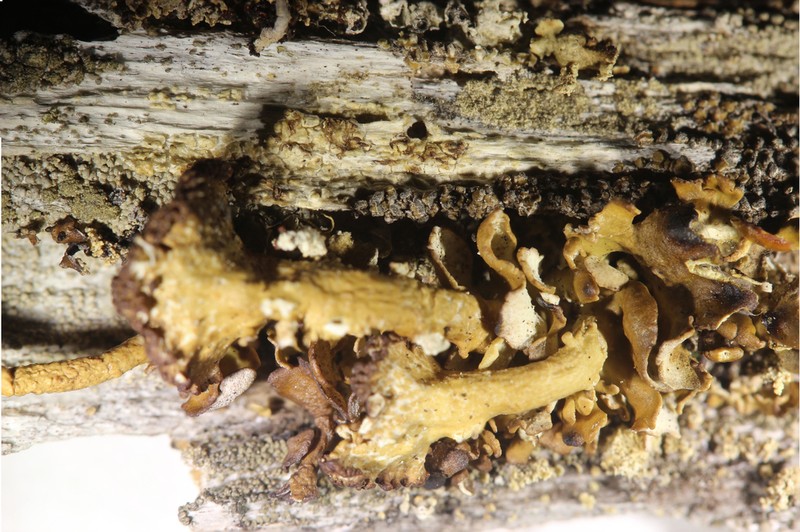 Biatora anthracophila photo 5