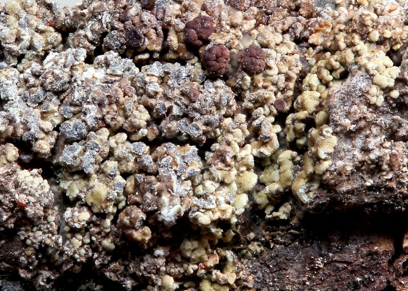 Biatora anthracophila photo 6