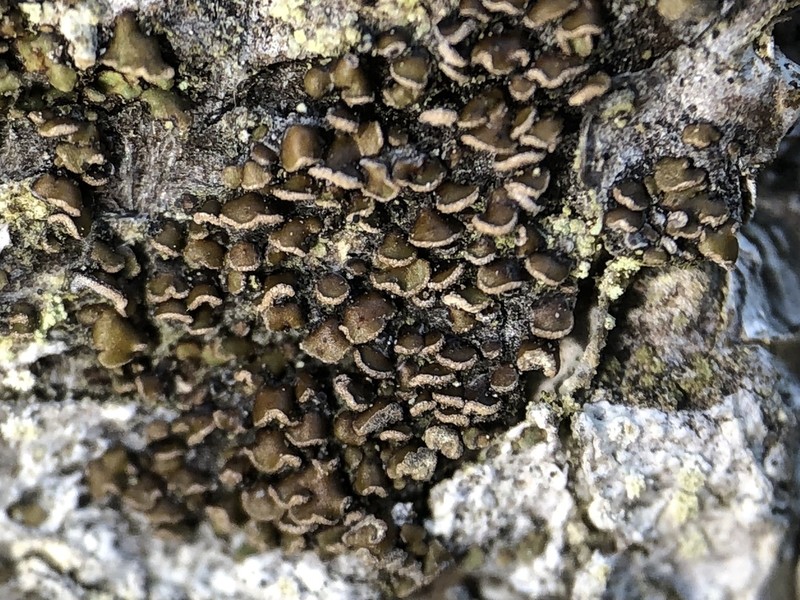 Biatora anthracophila photo 7