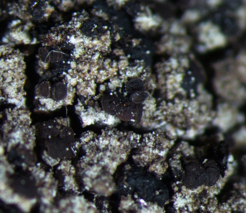 Biatora Lichen
