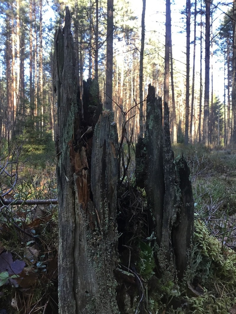 Biatora Lichen photo 2