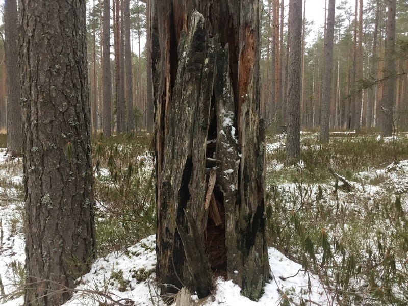 Biatora Lichen photo 3