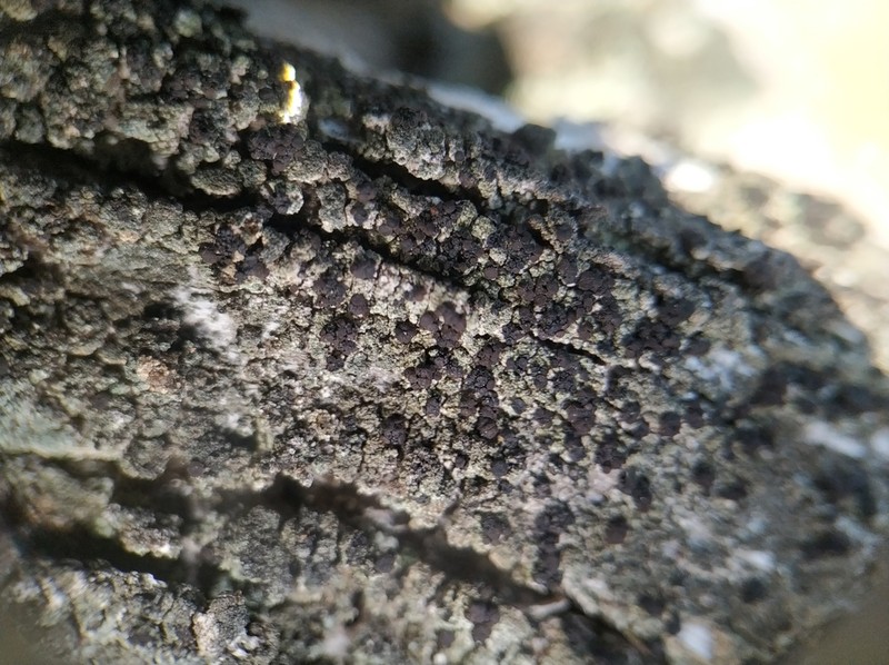 Biatora Lichen photo 4