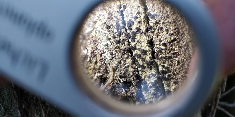 Biatora Lichen photo 5