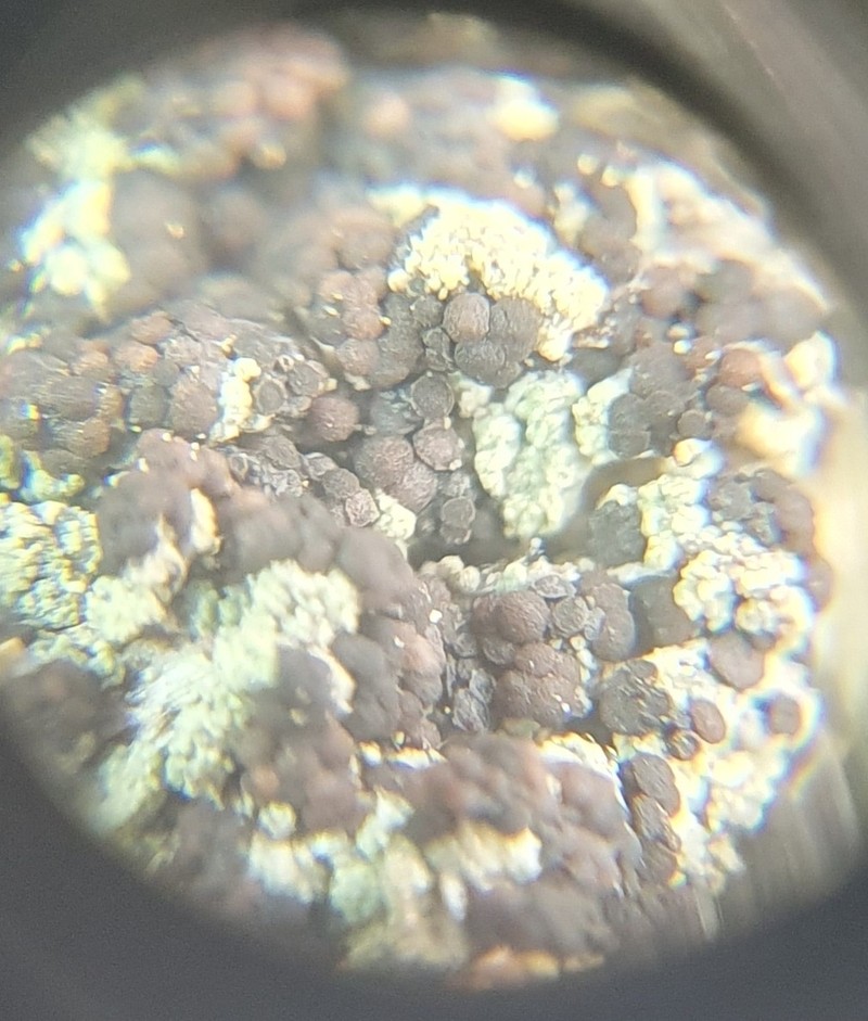 Biatora Lichen photo 6