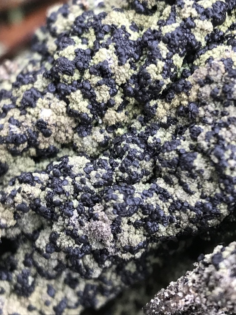 Biatora Lichen photo 7