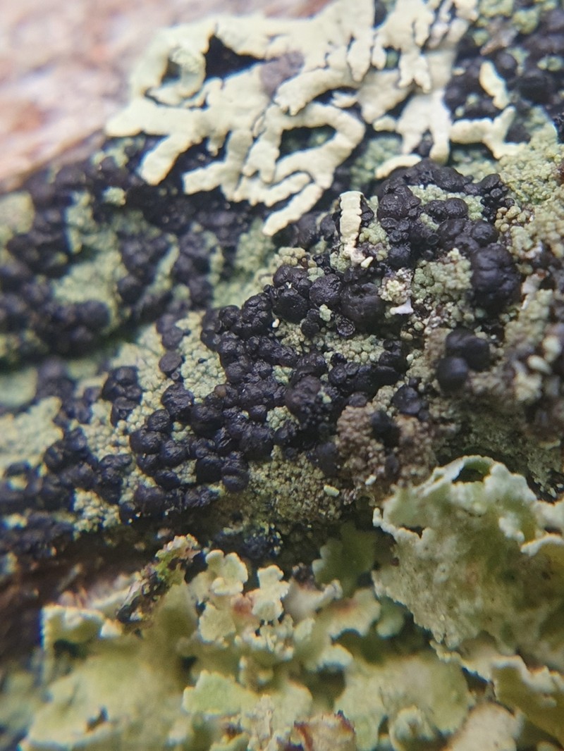 Biatora Lichen photo 8