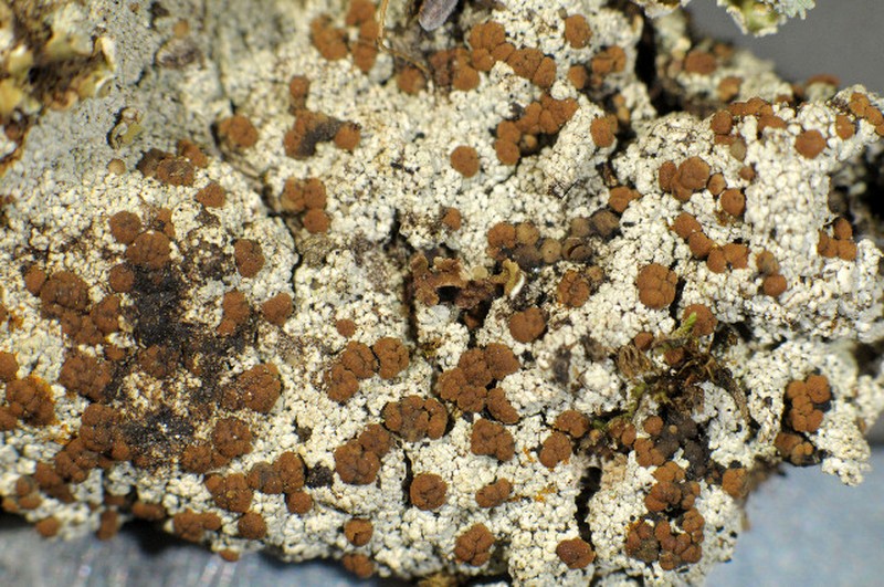 Biatora cuprea photo 2