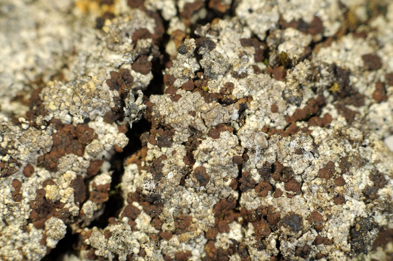 Biatora cuprea photo 3