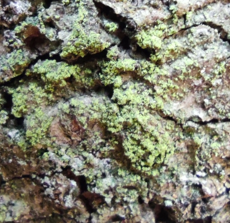 Biatora efflorescens photo 2