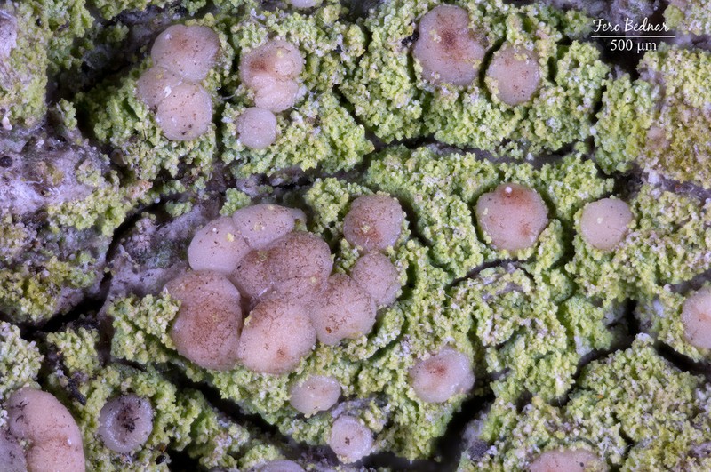 Biatora efflorescens photo 3