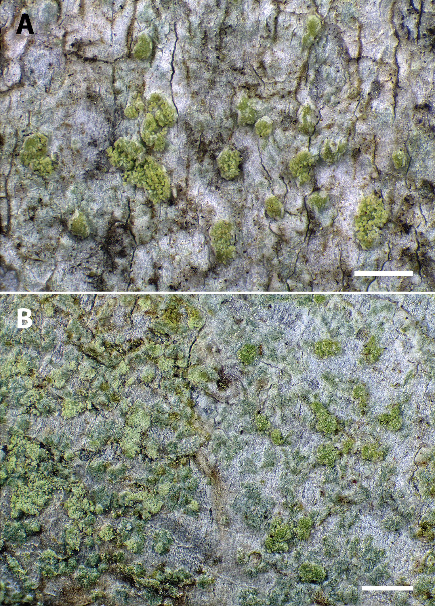 Biatora flavopunctata