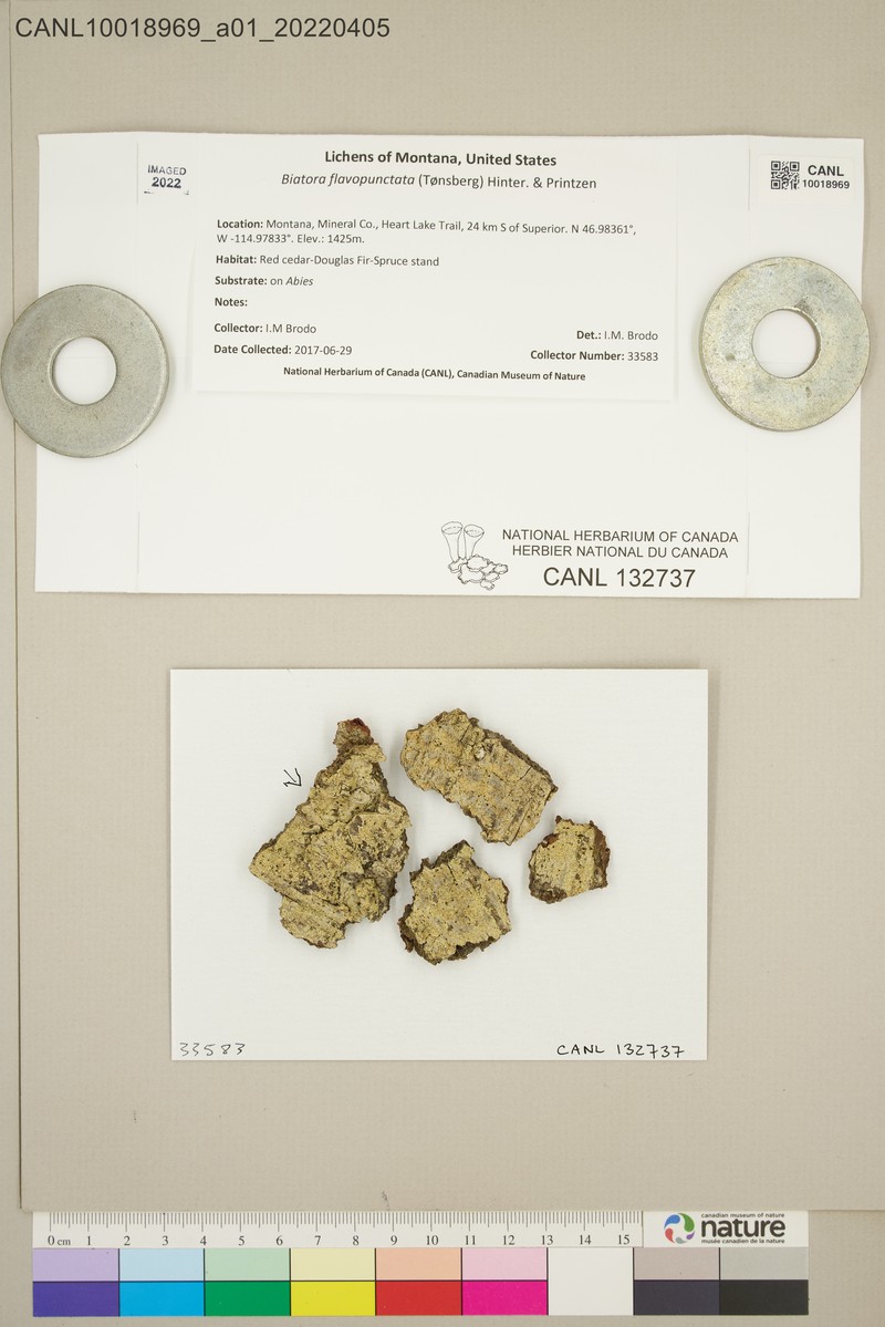 Biatora flavopunctata