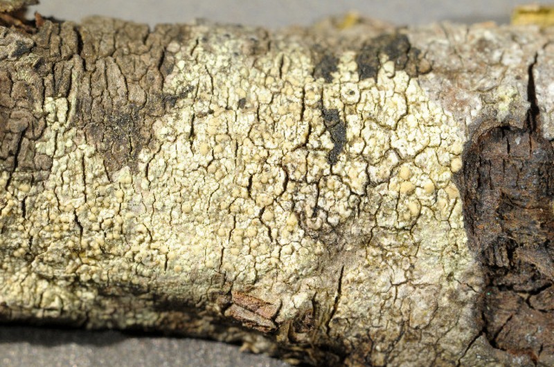 Biatora flavopunctata photo 2